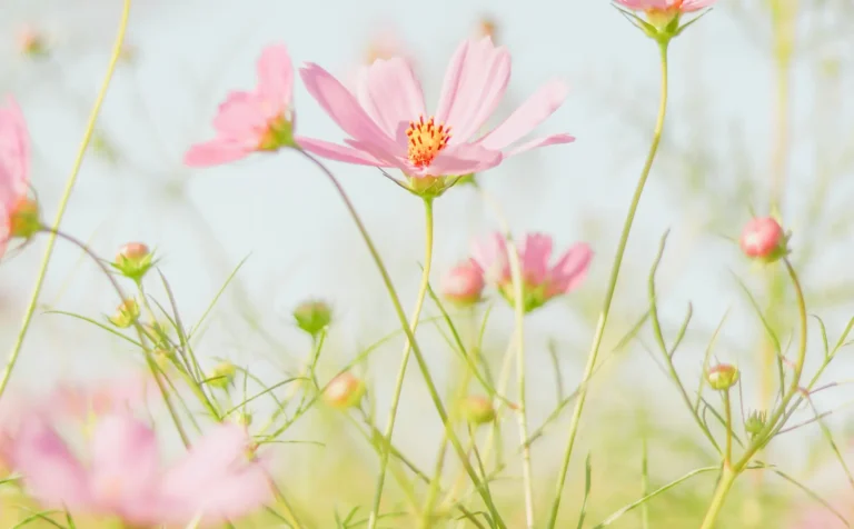 flowers poppies