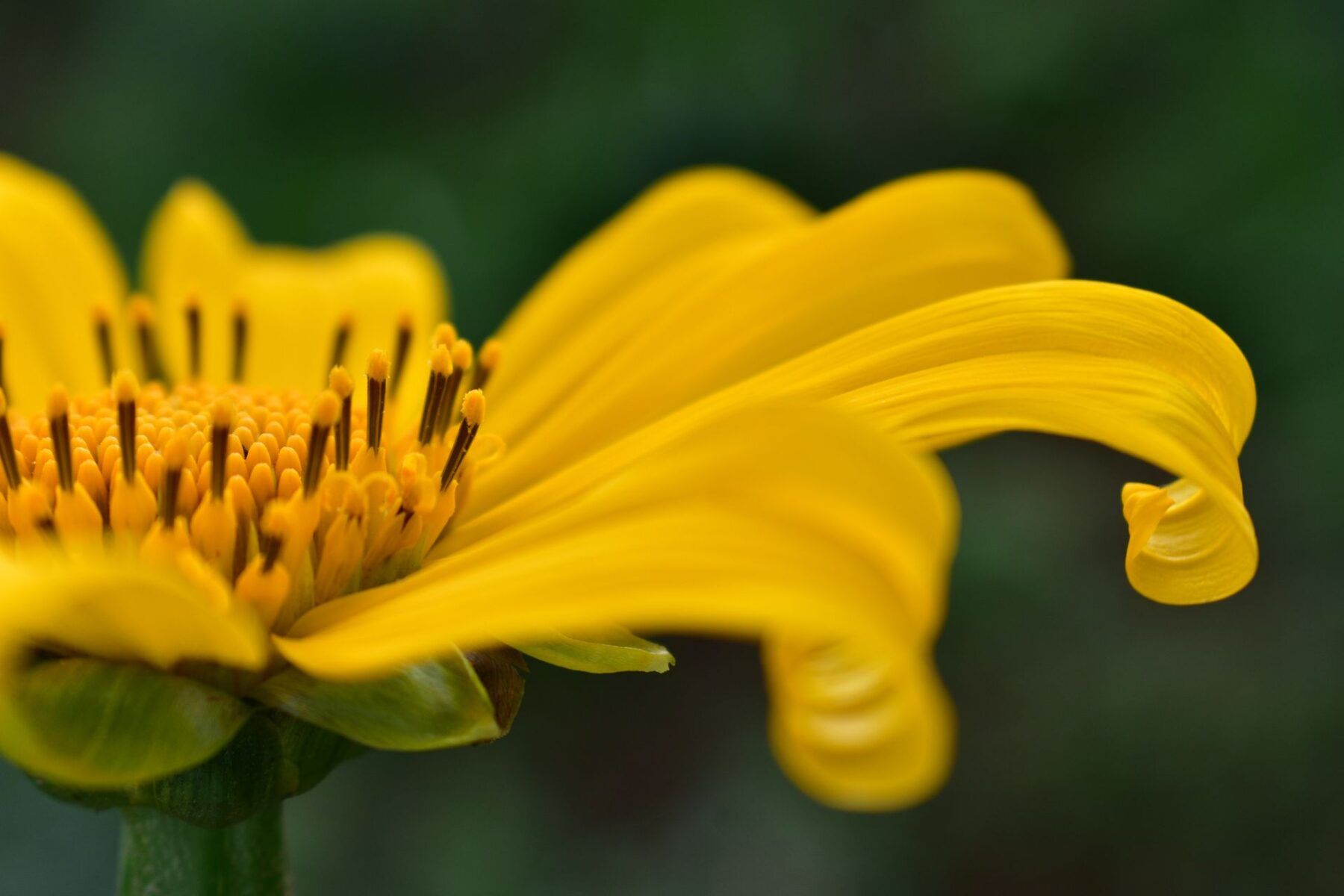 closeup of a flower